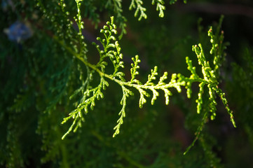 Incense cedar tree Calocedrus decurrens branch close up.