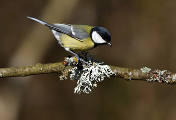 Meise; Kohlmeise; great tit; great titmouse; Parus major;