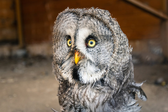 Great grey owl or Lapland Owl (Strix nebulosa) close-up portrait