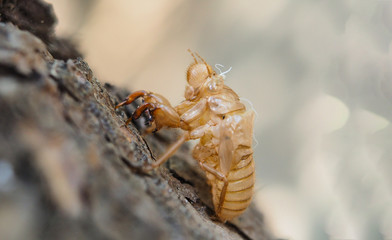 dried cicada bark on tree