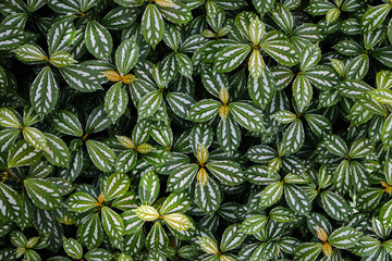 Naklejka na ściany i meble green ivy bush wall in garden