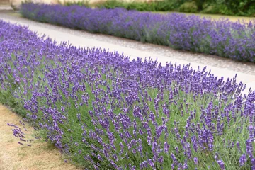 Deurstickers Lavendel Blauwe lavendel