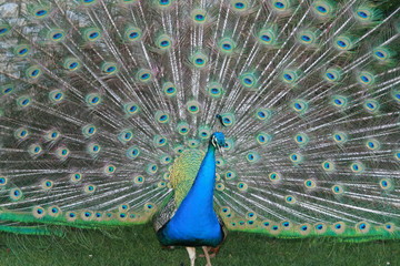 Obraz premium Displayed Tailfeathers