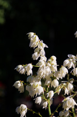 White Yucca filamentosa bush flowers in park, close up.