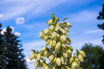 White Yucca filamentosa bush flowers in park, close up.