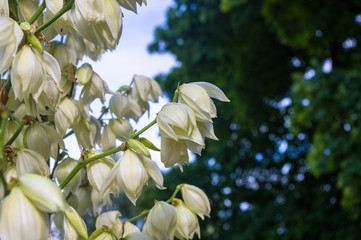 White Yucca filamentosa bush flowers in park, close up.