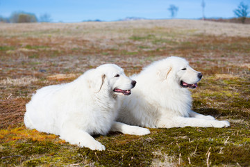 Profile Portrait of two maremma sheepdogs lying in the field. Image of two big white dogs breed maremmano-abruzzesse dog