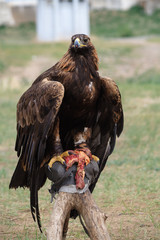 A hawk hunt  Mongolia
