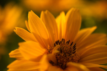 bouquet of bright yellow flowers Heliopsis helianthoides