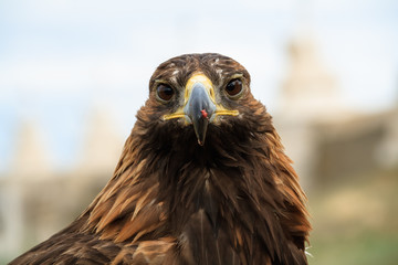 A hawk hunt  Mongolia