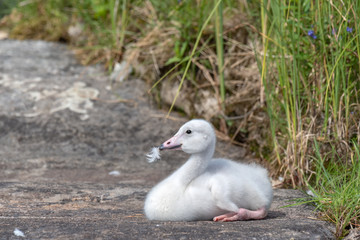 Young Whooper Swan (Cygnus Cygnus) resting on the shore
