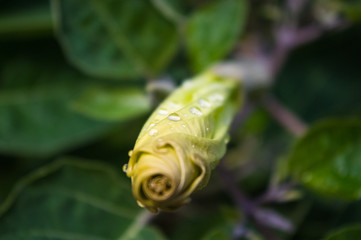 Devil's Trumpet, Datura metel, in the garden, close up.