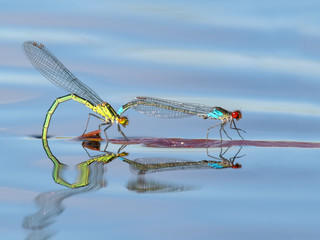 Mating pair of blue and yellow Red-eyed Damselfly or Erythromma najas