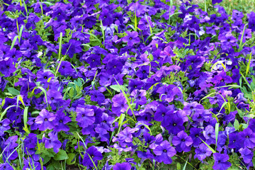 Fototapeta premium blue flowers, texture