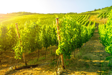 Weinanbau Deutschland Mosel