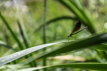 green dragonfly