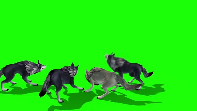 Herd of Wolves Attack Back 3D Rendering Green Screen Animals