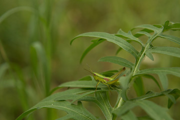 Meadow grasshopper, grasshopper