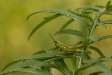 Meadow grasshopper, grasshopper