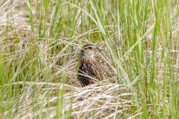 Songbird in Marsh