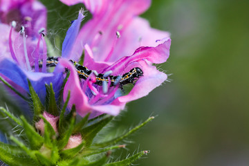 Caterpillar on a flower