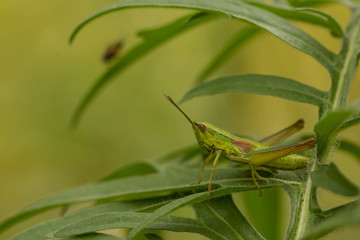 Meadow grasshopper, grasshopper