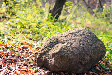 Stone in forest