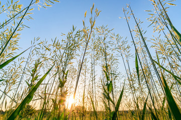 Sunrise seen through blades of gras, a low angle view
