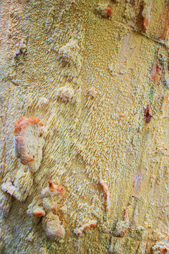 Healing of the bark on the tree