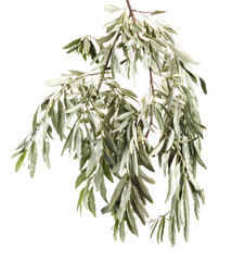 Green beautiful Hippophae branch on isolated background