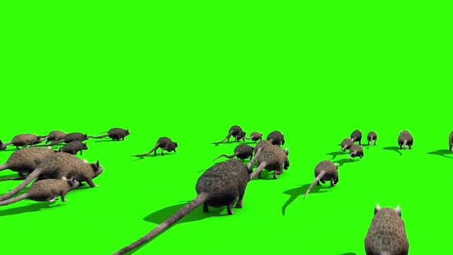 Invasion of Rats Mice Sniff Mouse Back Green Screen 3D Rendering Animation