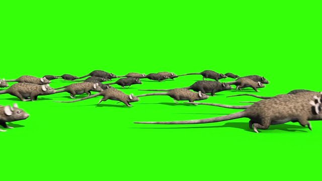 Invasion of Rats Mice Sniff Mouse Side Green Screen 3D Rendering Animation