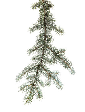 Green branch of spruce with needles on  isolated background