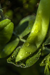green peas growing