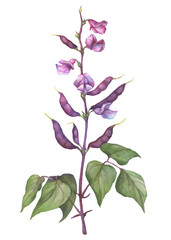 Branch with pink flower of garden plant Dolichos bean (also known as Lablab purpureus, hyacinth bean). Watercolor hand drawn painting illustration isolated on a white background.