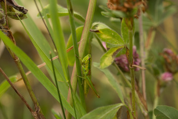 Meadow grasshopper, grasshopper