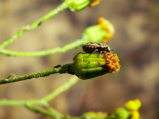 Beetle sitting on a flower in the grass.