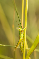 Meadow grasshopper, grasshopper