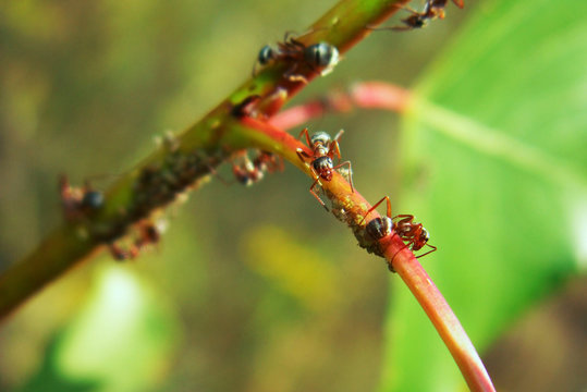 Ants and aphids sit on a branch close up. Macro photo.