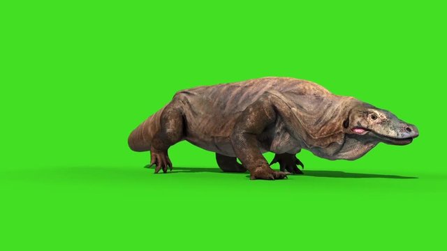 Komodo Dragon Varanus Komodoensis Lizard Walkcycle Green Screen Animation 3D
