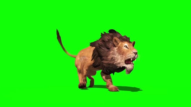 Lion Runs Perspective Loop