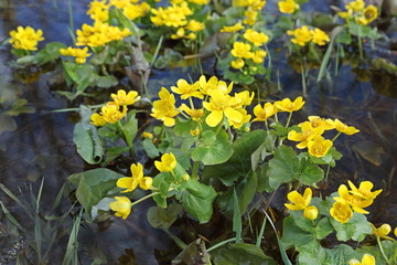 The marsh marigold in the spring of water