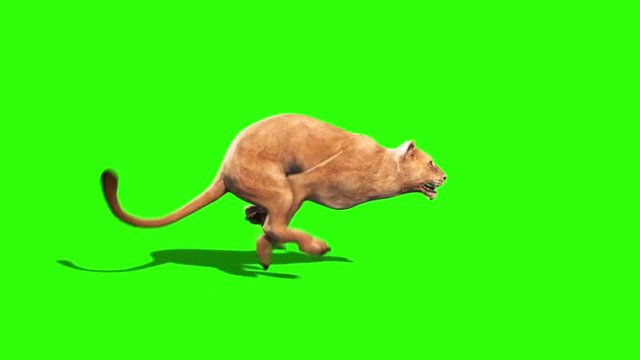 Lioness Runcycle Side Green Screen Animals 3D Rendering Animation