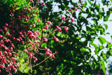 Heuchera sanguinea. Heuchera sanguinea on the flower bed in the garden