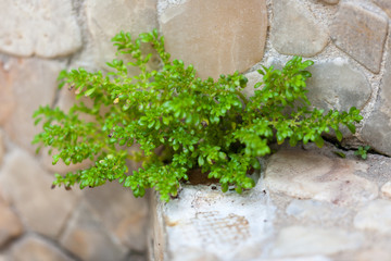 A resilient weed growing healthy
