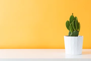 Crédence de cuisine en verre imprimé Cactus Plante de cactus en pot blanc. Plante d& 39 intérieur de cactus en pot sur une étagère blanche contre un mur de couleur moutarde pastel.