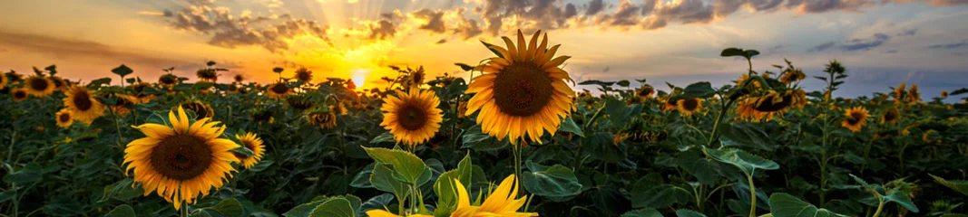 Fototapeten Sommerlandschaft: Schönheitssonnenuntergang über Sonnenblumenfeld. Panoramaaussichten © ruslan_khismatov