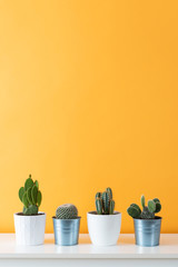 Collection de diverses plantes de cactus dans différents pots. Plantes d& 39 intérieur de cactus en pot sur une étagère blanche contre un mur de couleur moutarde pastel.