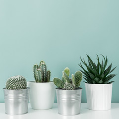 Modern room decoration. Collection of various potted cactus and succulent plants on white shelf against pastel turquoise colored wall. House plants background. © andreaobzerova