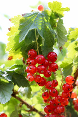 red currant